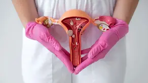 A surpreendente mobilidade do útero e por que ela é fundamental para o sistema reprodutor feminino