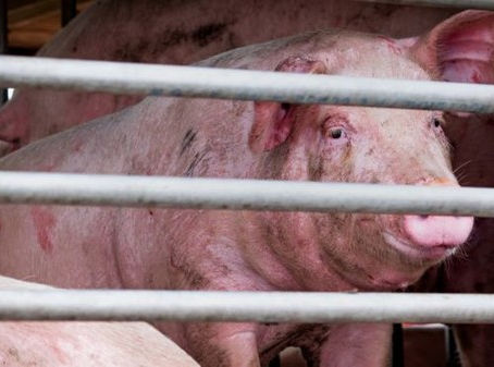 Novo vírus da gripe com 'potencial pandêmico' é encontrado na China