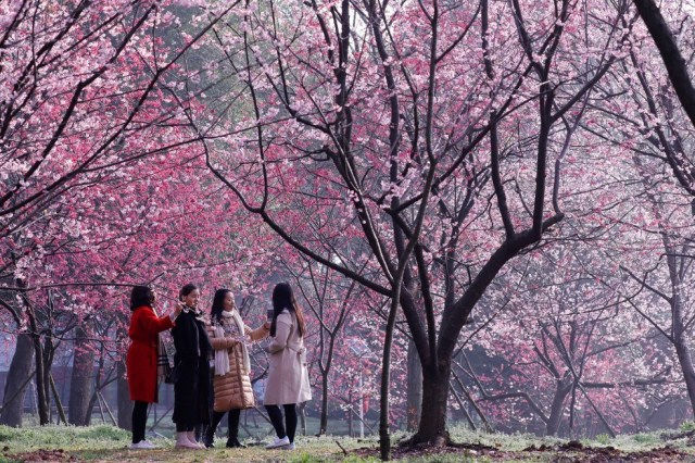 Um parque de cerejeira no East Lake Cherry Blossom Park, em Wuhan, província de Hubei, na China. — Foto: Reuters