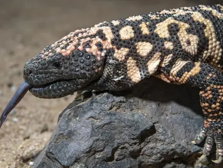 Ozempic e outros remédios inspirados em veneno de animais