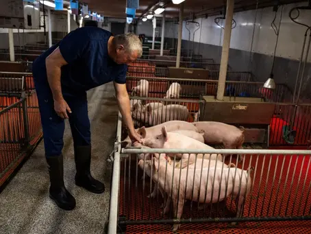Conheça fazenda nos Estados Unidos que cria suínos para transplantes de rim em humanos