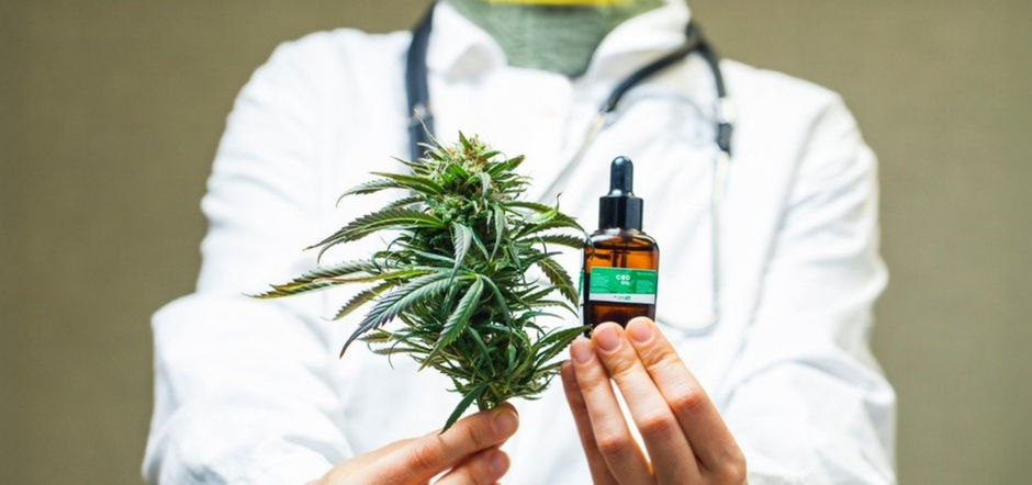 Anvisa reduz burocracia para prescrição de Cannabis medicinal e libera cultivo para exportação