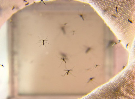 Estudo sugere que pessoas que tiveram dengue recentemente podem ter alguma imunidade contra a Covid