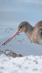 Black tailed godwit