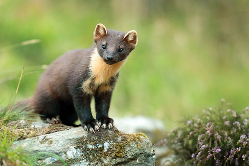 Pine Marten Scotland.jpg