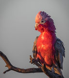 Galah
