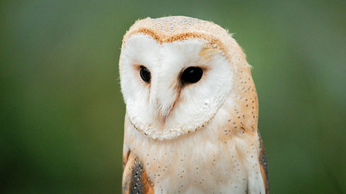 Close-up of a Common Barn Owl perched gracefully. Its distinctive heart-shaped face and mo