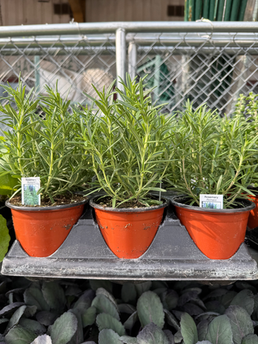Rosemary | Farmer