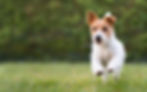Playful happy jack russell terrier pet dog puppy running in the grass and listening with f