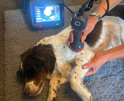 Canine Laser Therapy UK_edited.jpg