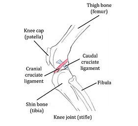 canine stifle joint.png