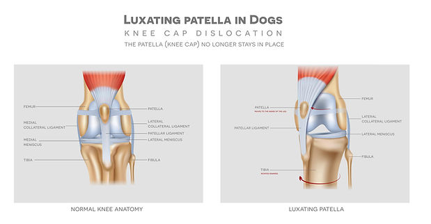 .jpg Common Injuries in Canines