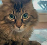 Maincoon.jpg