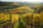 Vineyard