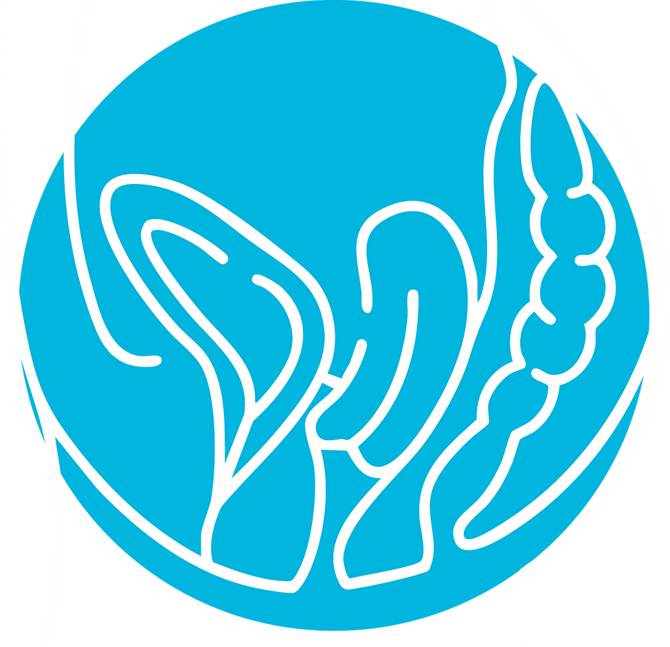 Pelvic Floor.png