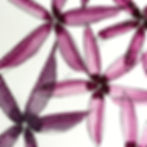 Watercolour flowers