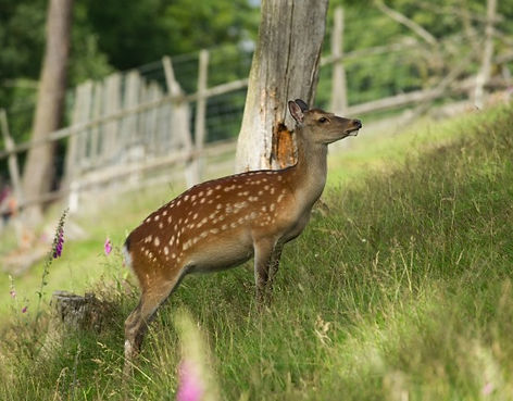 Wildpark3.jpg