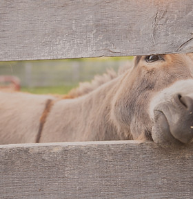 2A37605E-14F1-43FD-A4A0-82A4930F0611_edi