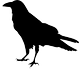 Raven_edited.png