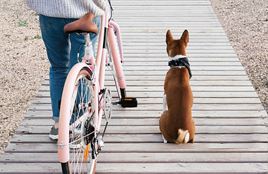 Radfahrer und Hund