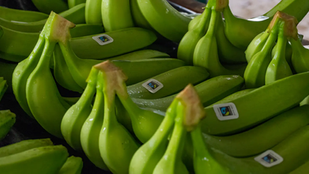 Banana conversations: When the world shocks, who absorbs the cost?