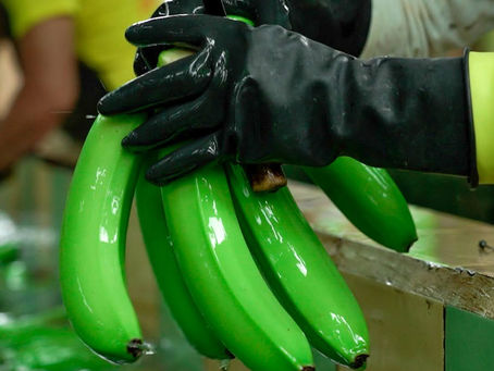 Banano Ecuador