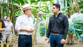 Strategy against Moko and Fusarium in Los Ríos progresses with positive results