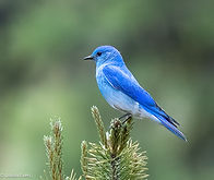 _LEvers79335-MOBL.jpg