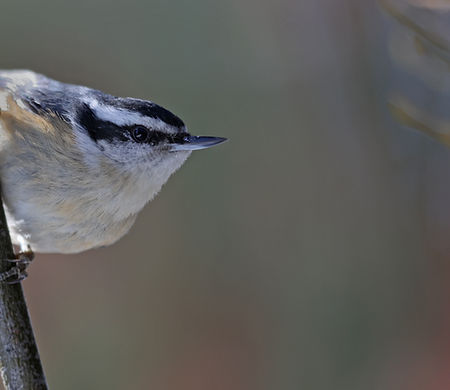 Red-Breasted Nuthatch by Jim Dewitt