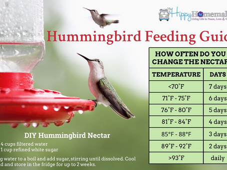 Hummingbird Feeder Tips