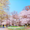 公園の桜.jpg