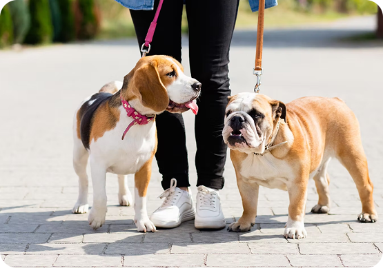 pet application for las vegas property management