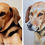 Thumbnail: Personalised pet commission, original watercolour painting.