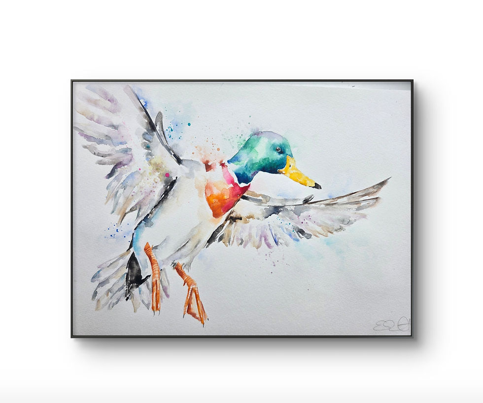 Large Original Signed & Certificated Watercolour Painting of a Mallard D