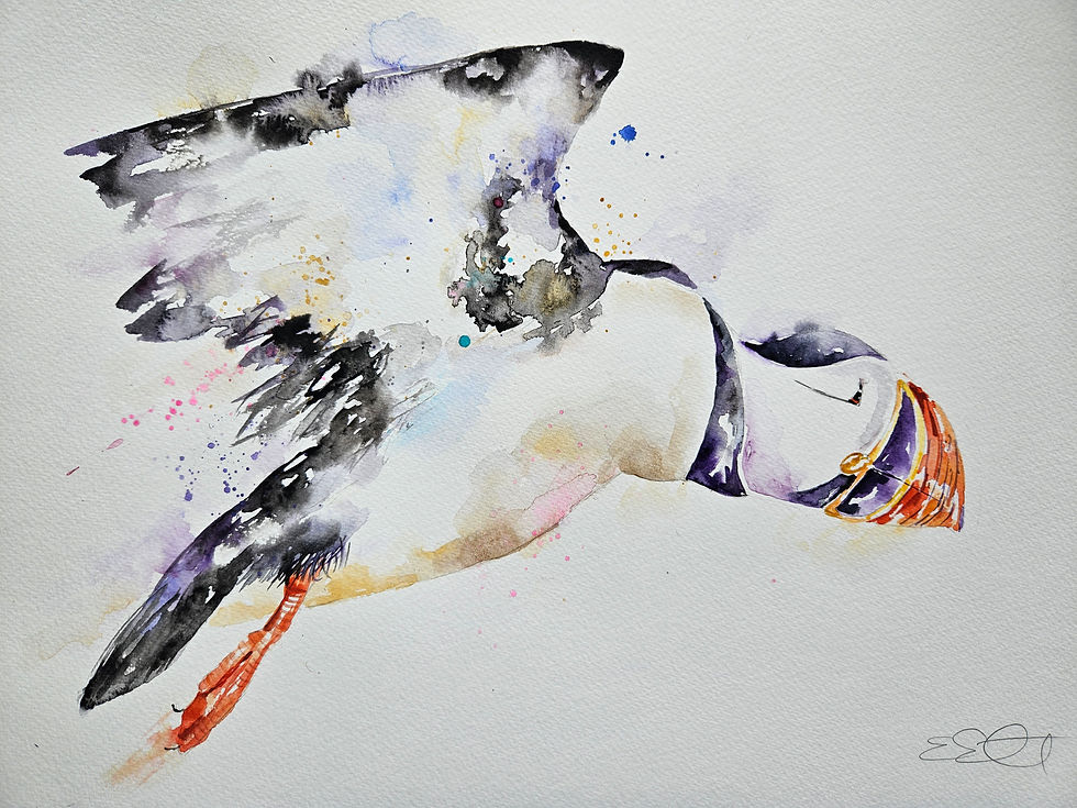 Thumbnail: original loose watercolour art painting of a flying puffin bird