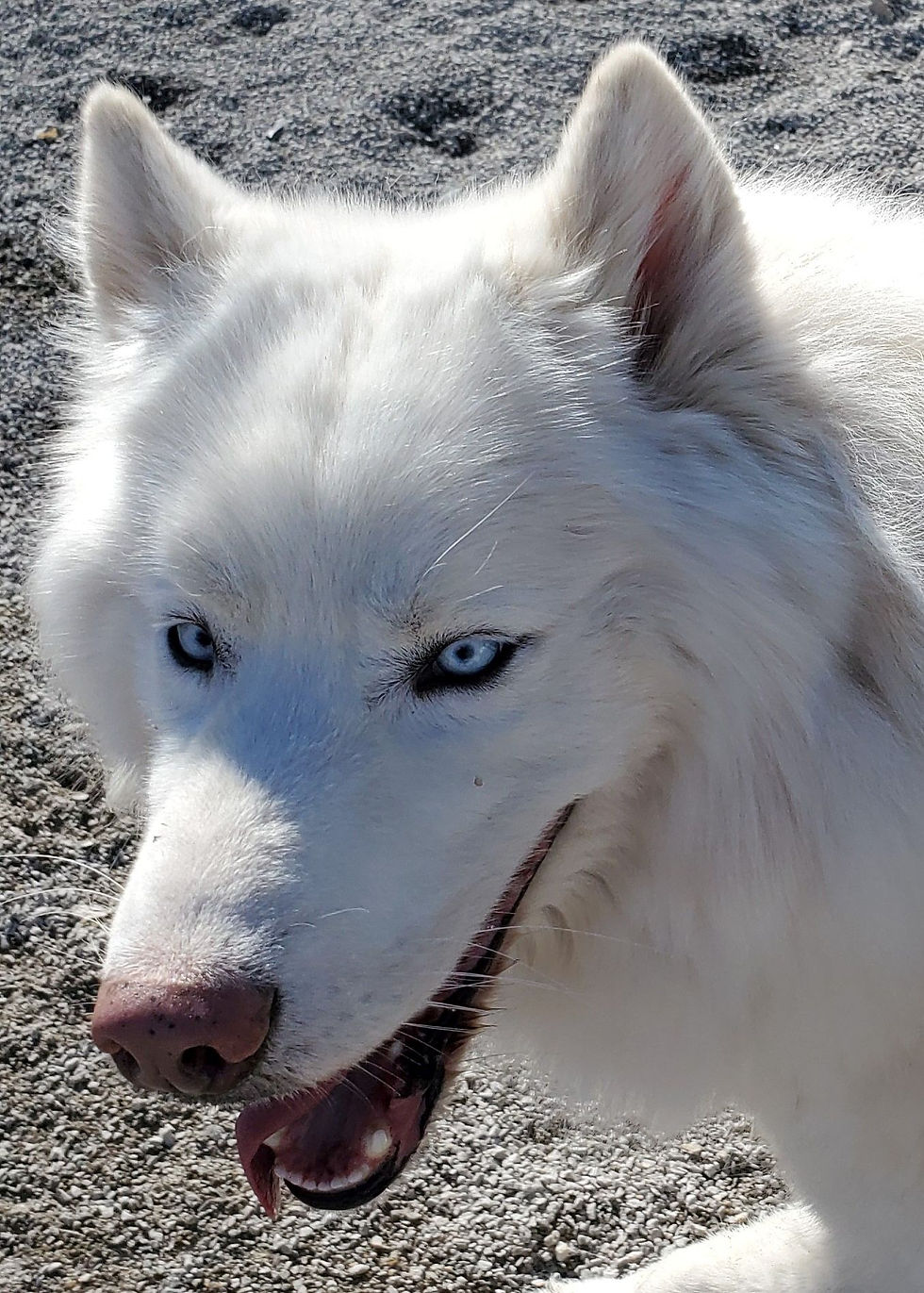 Blanco