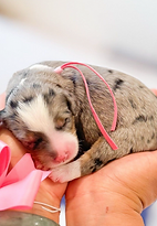 Screenshot 2025-09-16 at 9.15.12 AM.png