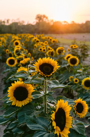 Fall family photoshoot Indianapolis