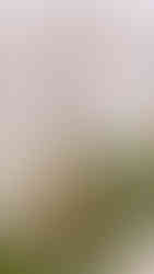 Dried flowers, candles and greenery make up wedding reception decor at Laurel Hall