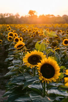 Fall family photoshoot Indianapolis