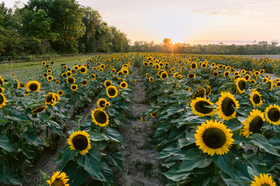 Fall family photoshoot Indianapolis