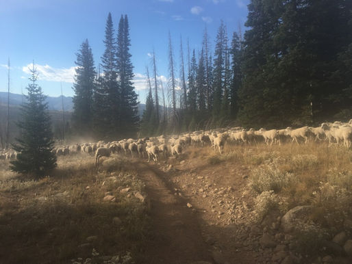 Day 141 – Oh Sheep