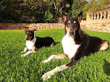 Harvey und Henry