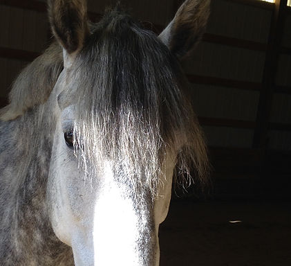 Cinder at Millhaven Hose Farm