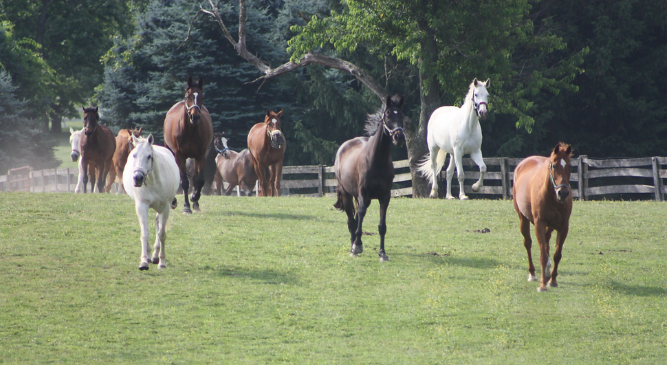 HERD COMING IN  FOR WEBSITE_edited.png