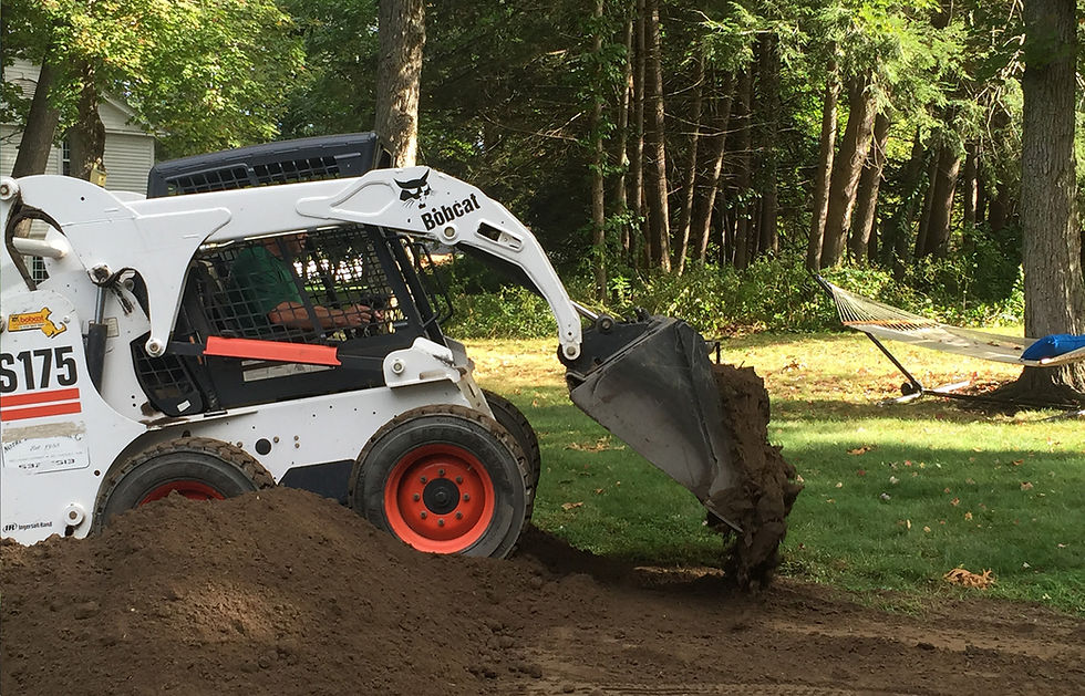 bobcat.jpeg