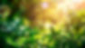 Biostimulants-banner.jpg