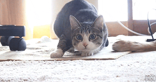 cat-wiggle.gif
