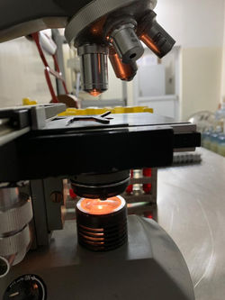 Microscópio