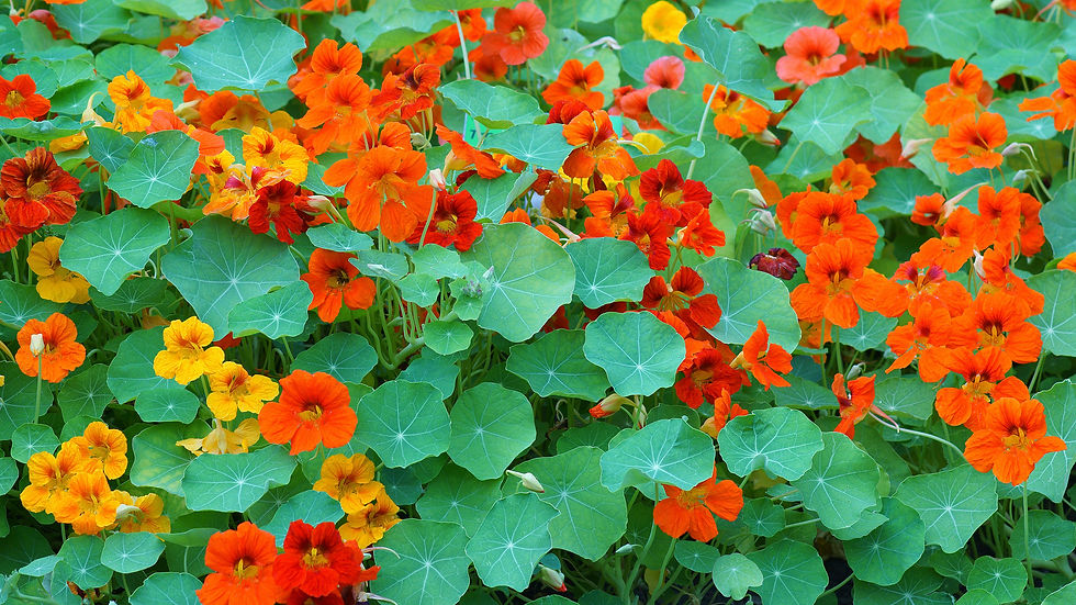 Flowers- Nasturtiums
